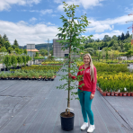 Jaseň pensylvánsky (Fraxinus pennsylvanica) ´CIMMARON´ - výška 200-250 cm, obvod kmeňa 4/6 cm, kont. C18L/C20L